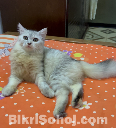 Traditional Persian 6 Month Female